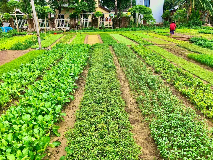 BÁN ĐẤT TRÀ QUẾ – VIEW LÚA CỰC ĐẸP – GẦN BIỂN AN BÀNG & SÔNG CỔ CÒ (MS470)